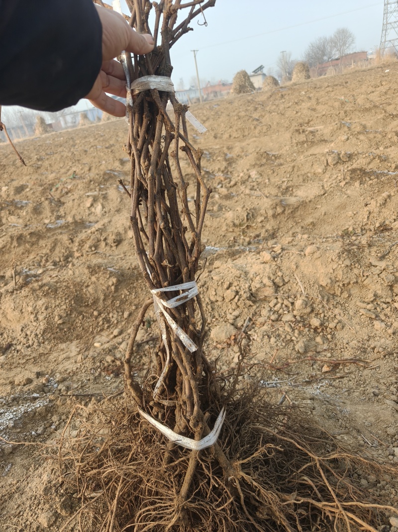 各种规格葡萄苗出售基地直销保证成活率可实地视频看苗