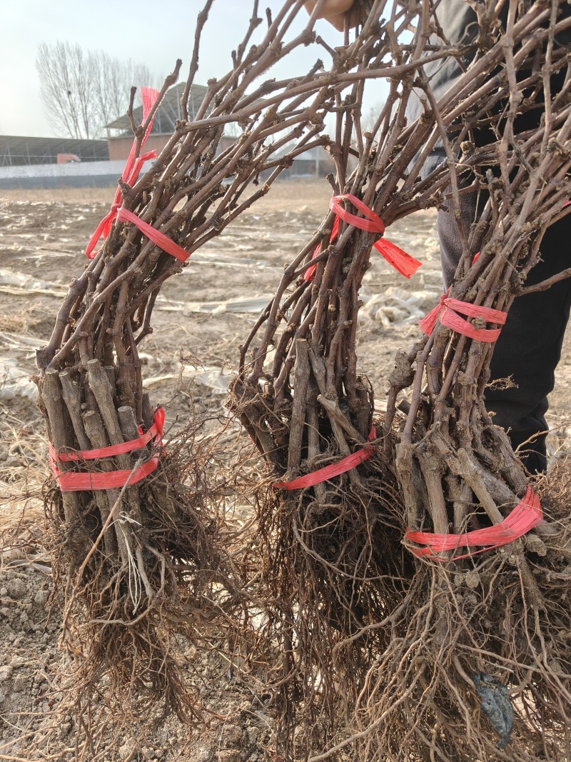 各种规格葡萄苗出售基地直销保证成活率可实地视频看苗