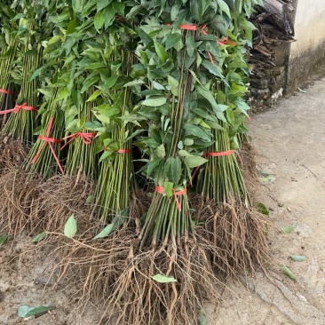 供应香樟苗香樟芽苗当年籽播小叶香樟幼苗占地造林绿化苗包邮