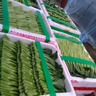 广东菜心