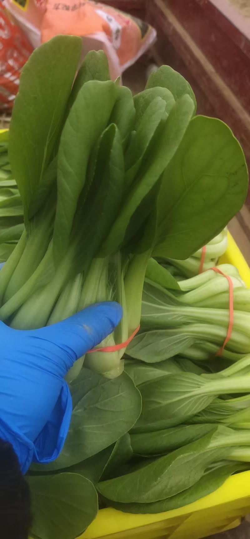 陕西蒲城大棚青菜刚上市，需要联系。