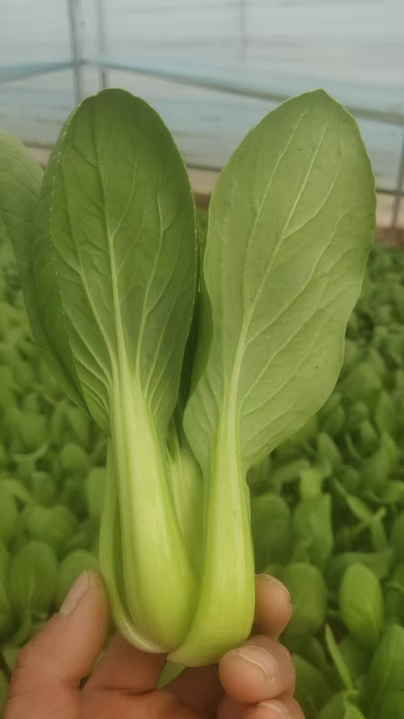 陕西蒲城大棚青菜刚上市，需要联系。