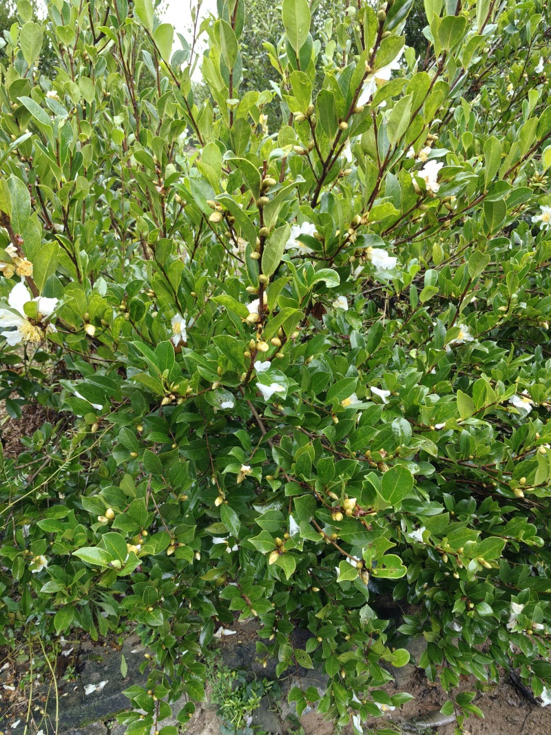 正宗海南山茶油（山柚油）基地直发