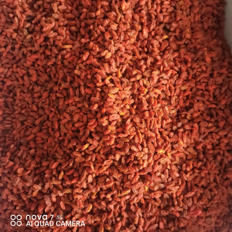 正宗沙棘果干新货沙棘干果颗粒饱满正品新疆特产沙棘干