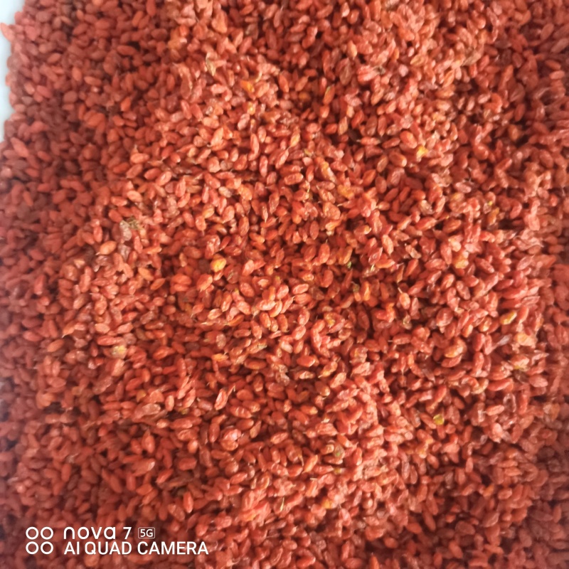 正宗沙棘果干新货沙棘干果颗粒饱满正品新疆特产沙棘干
