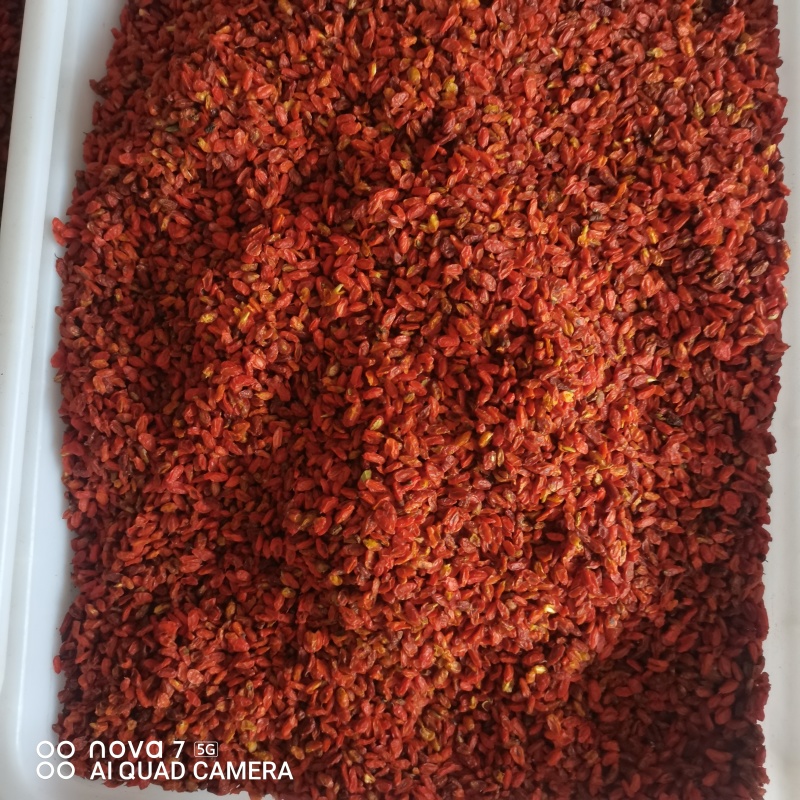 正宗沙棘果干新货沙棘干果颗粒饱满正品新疆特产沙棘干