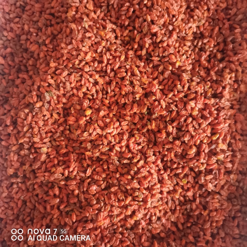 正宗沙棘果干新货沙棘干果颗粒饱满正品新疆特产沙棘干