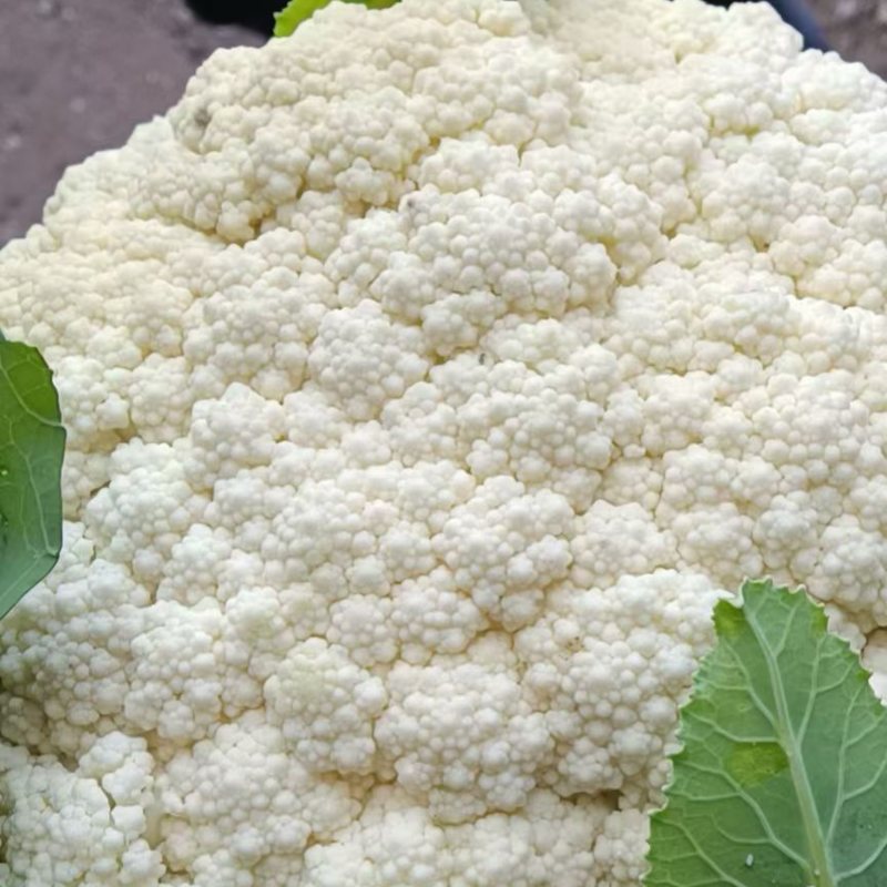 散花，松花菜菜花大量上市价格下滑需要的老板联系