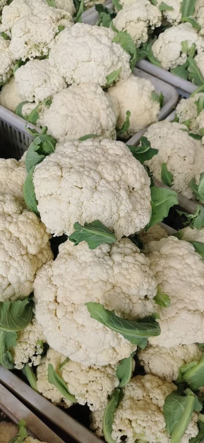 散花，松花菜菜花大量上市价格下滑需要的老板联系