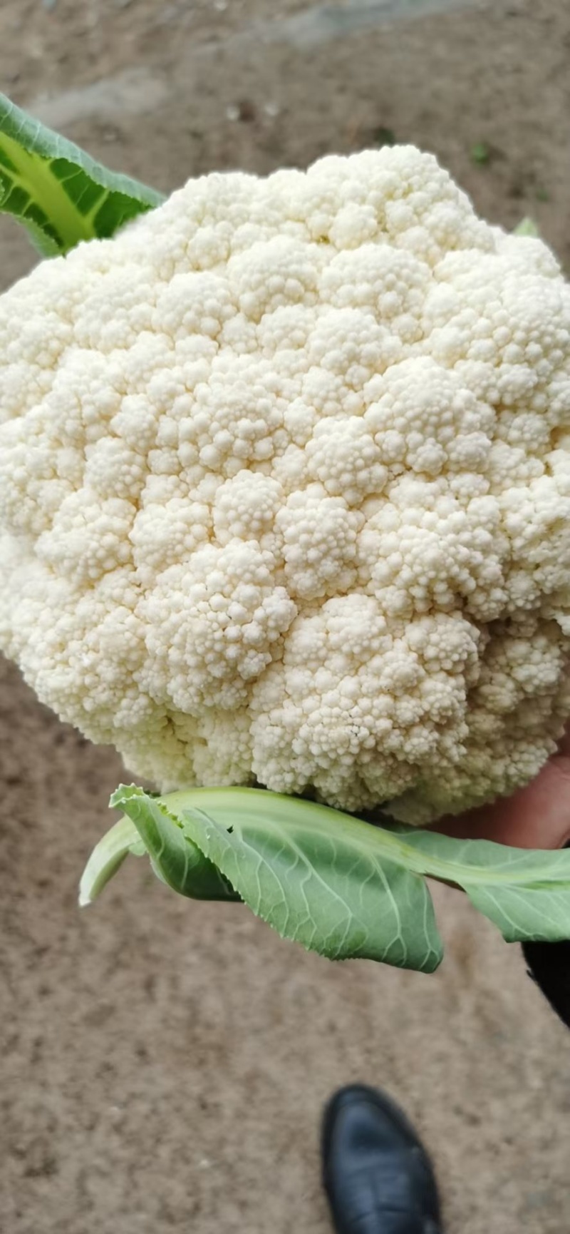 散花，松花菜菜花大量上市价格下滑需要的老板联系