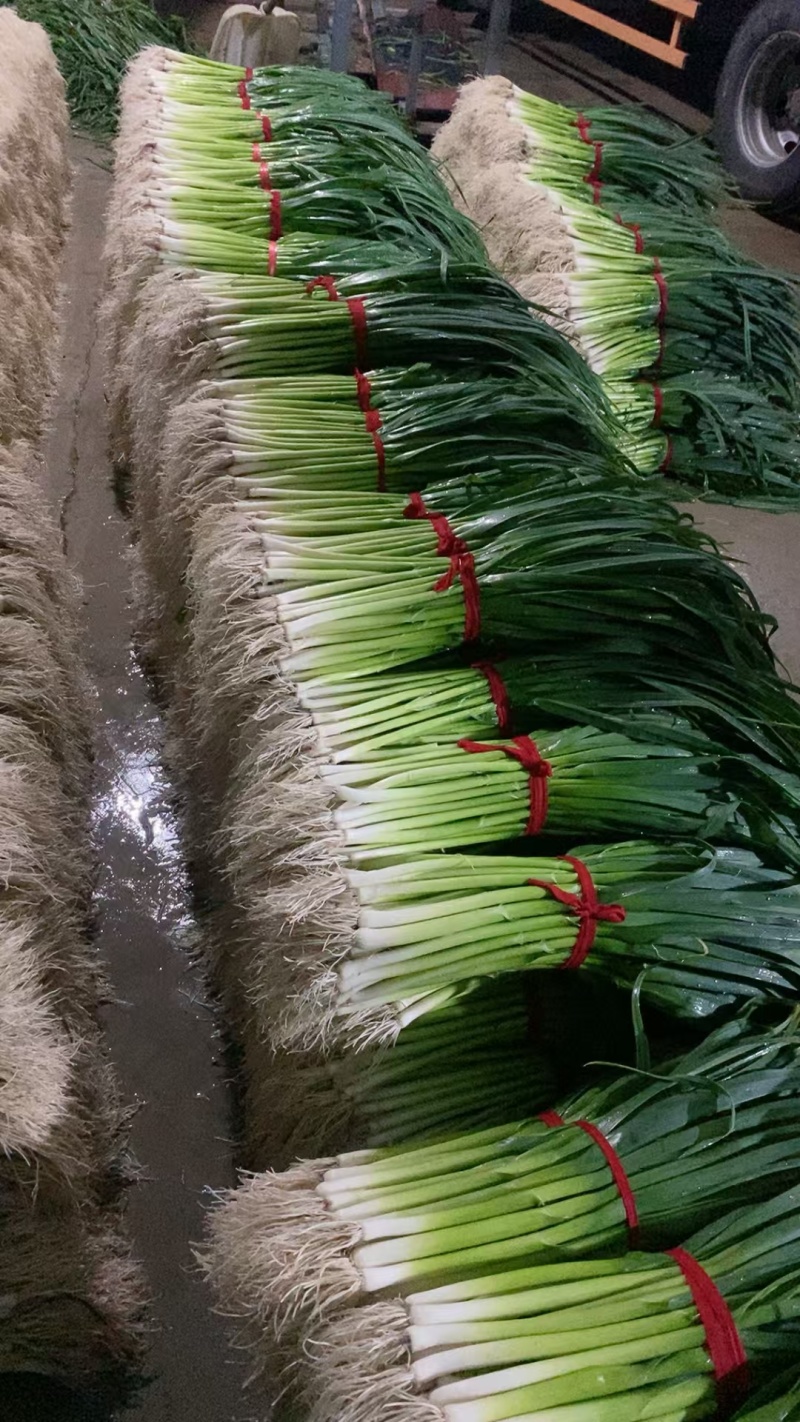 郯城水洗蒜苗，四季蒜苗，红根蒜苗产地直销，一条龙服务