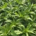 通货生菜产地直供大量有货对接超市电商批发市场