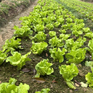 通货生菜产地直供大量有货对接超市电商批发市场