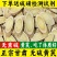 【岷县黄芪产地直发】正宗甘肃岷县黄芪泡水喝黄芪片正品真品