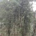 广西古龙镇深山老树八角天然种植，绿色无公害，香味浓郁