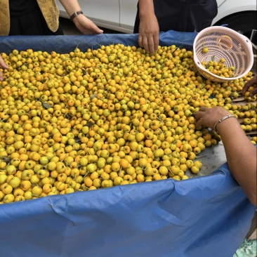 黄金豆山楂