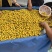黄金豆山楂