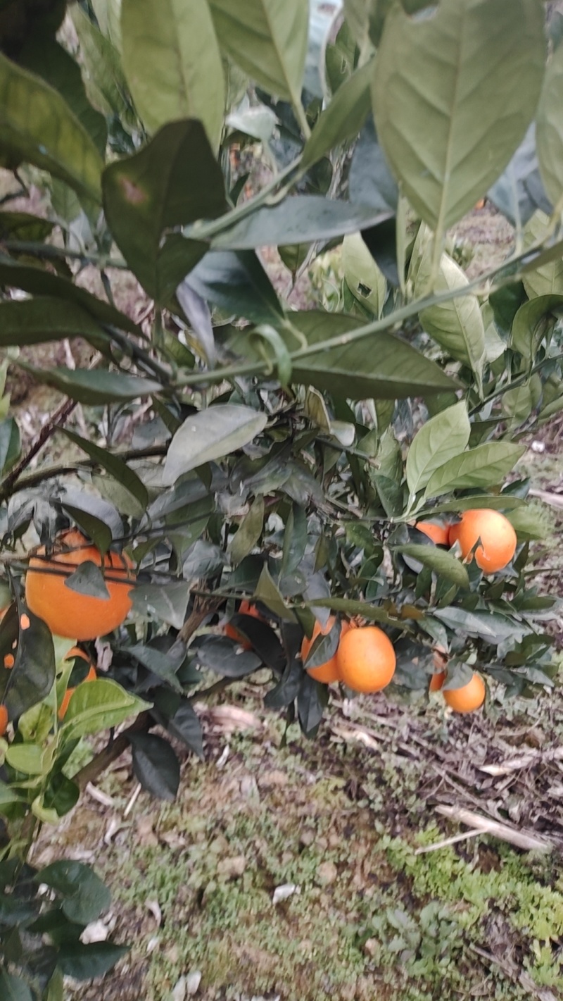 脐橙