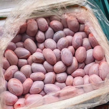 去皮羊宝