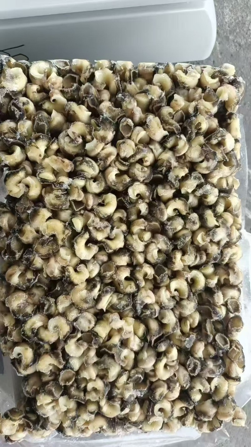 花螺肉捞汁小海鲜食材海螺肉螺肉！！！！！！！凤螺肉香螺肉