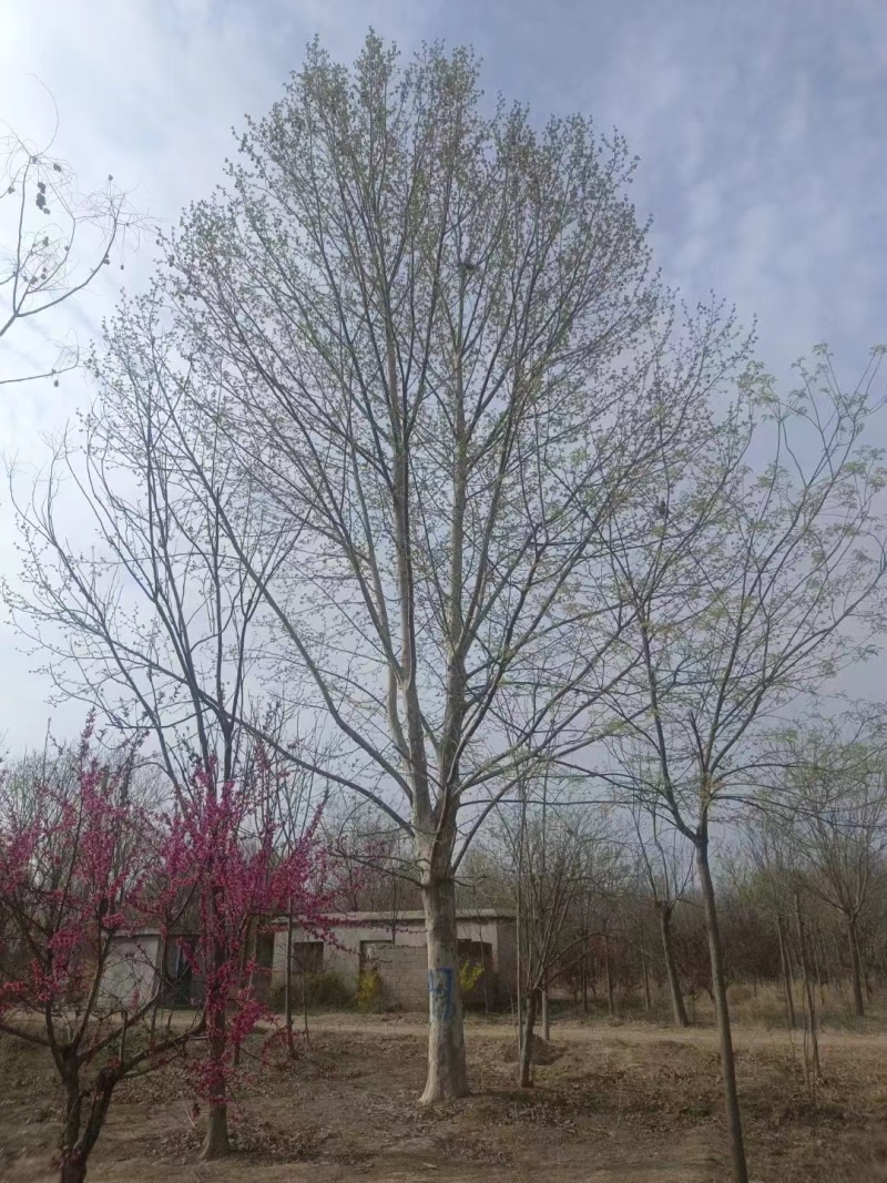 大规格的法桐苗圃，产地直销，一手货源，包挖包装，规格齐全