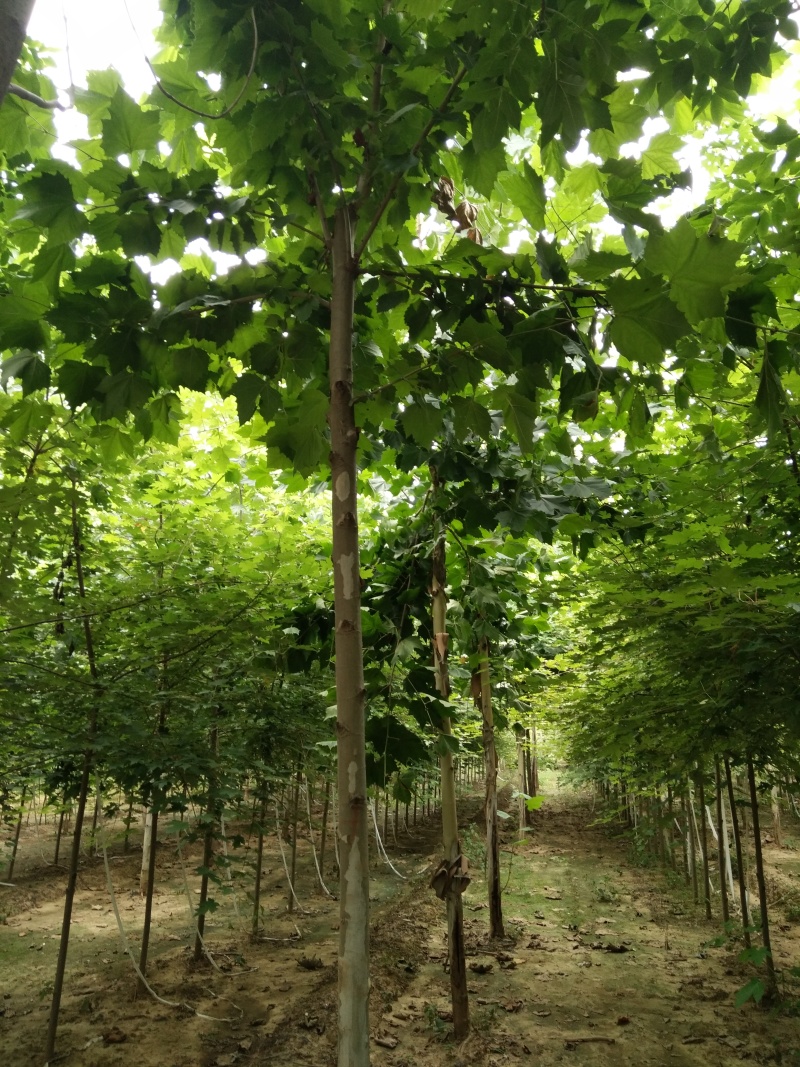 大规格的法桐苗圃，产地直销，一手货源，包挖包装，规格齐全