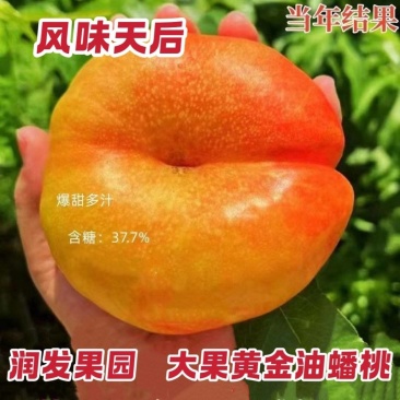 果园直发桃树苗晚熟芒果味黄金油蟠风味天后保真品种成活率