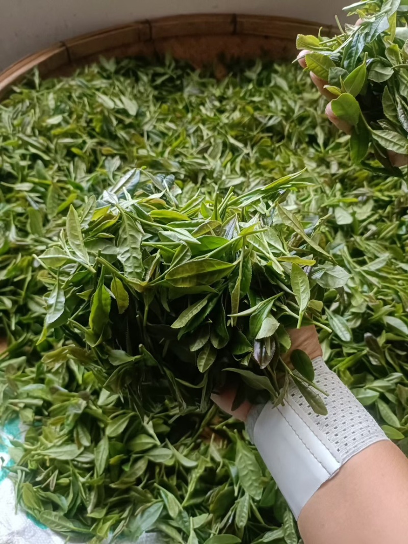 纯正日照绿茶欢迎来品尝只要您有量价优惠