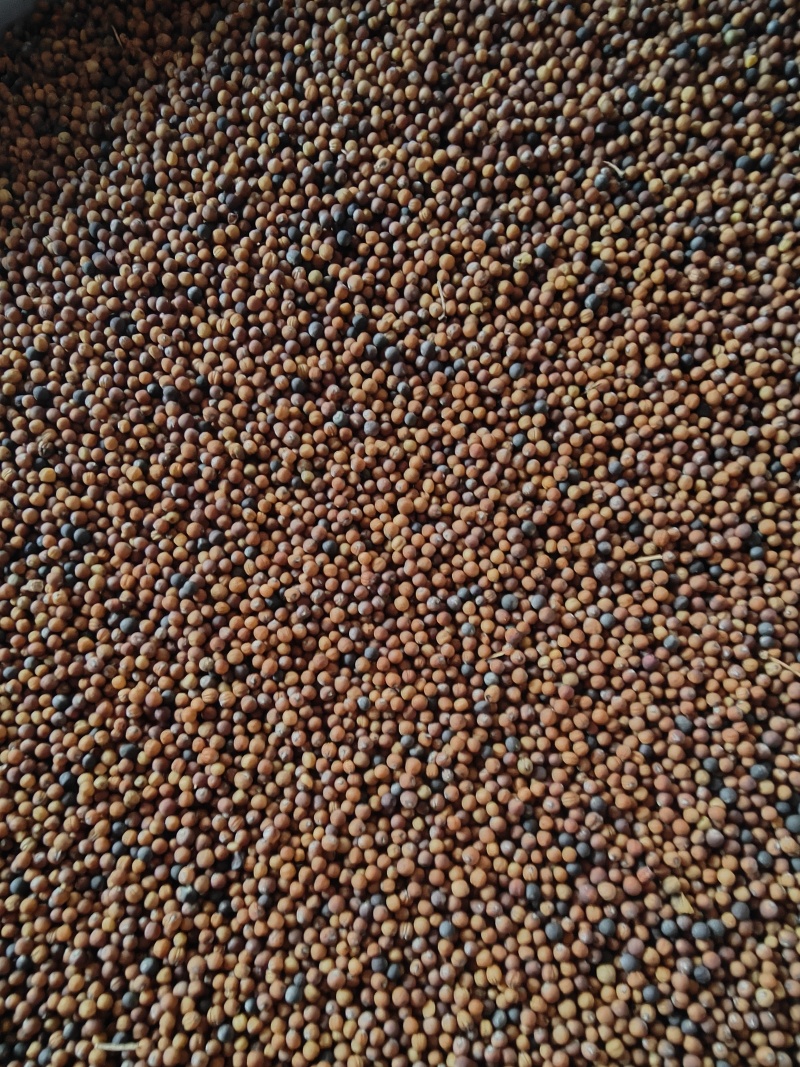 2026年油菜籽，含油高油色好