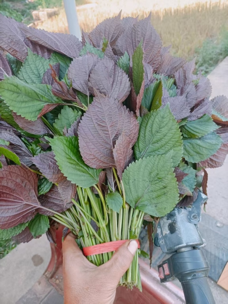 食用.药用.新鲜紫苏叶产地货源充足量大价优欢迎电话洽谈