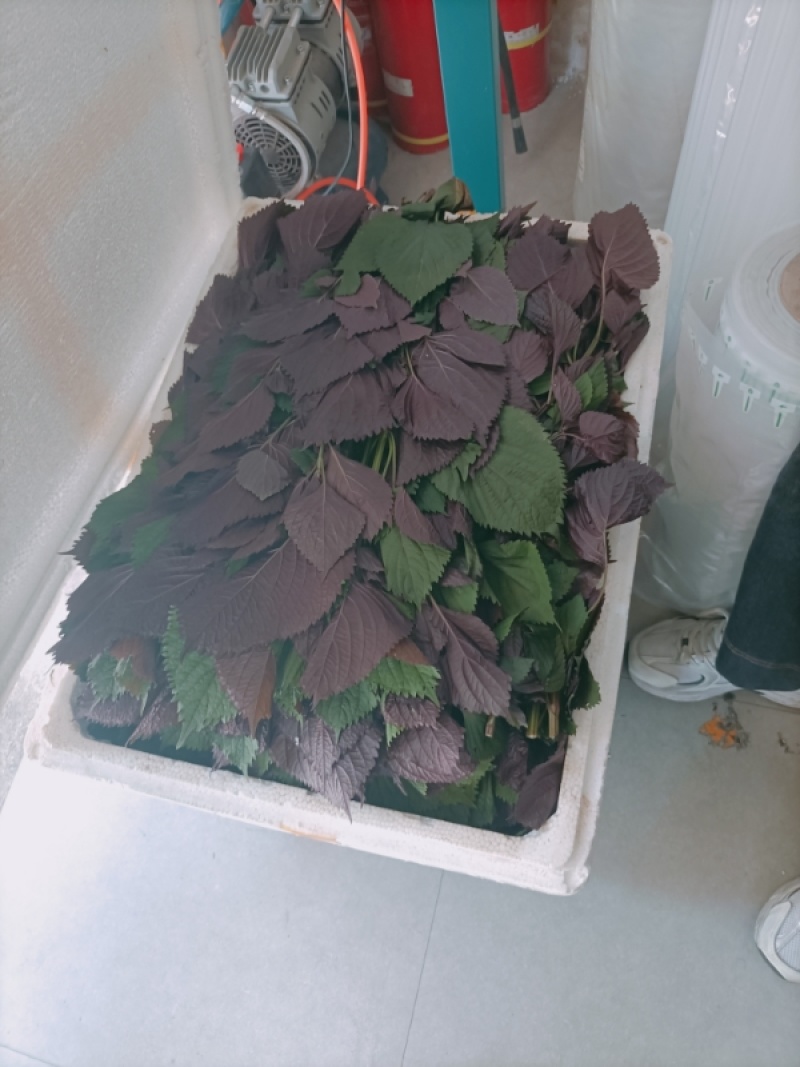 食用.药用.新鲜紫苏叶产地货源充足量大价优欢迎电话洽谈