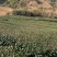 世界茶叶看中国中国茶叶看福建