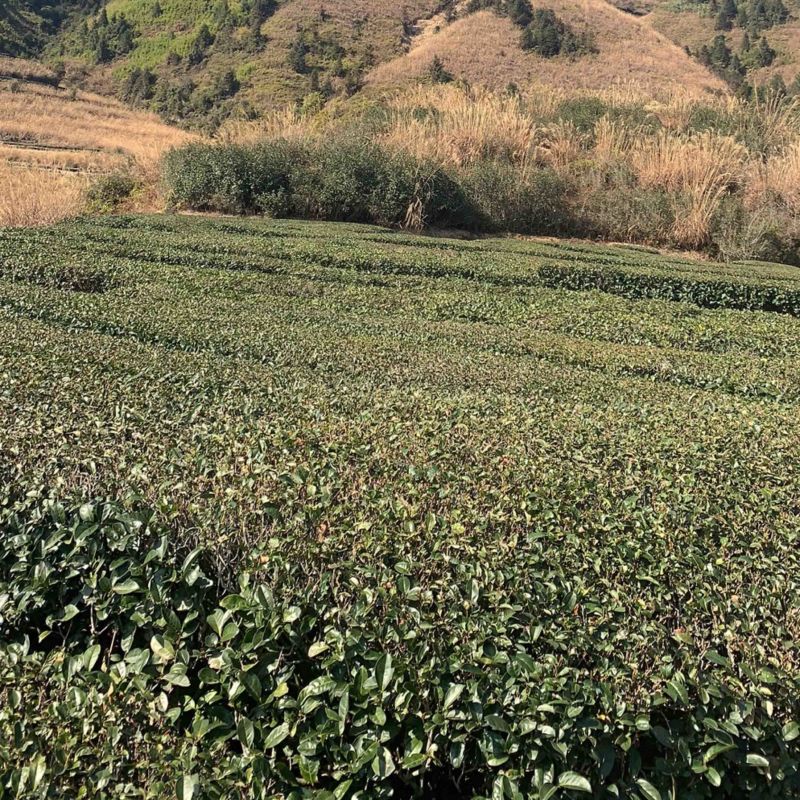 世界茶叶看中国中国茶叶看福建