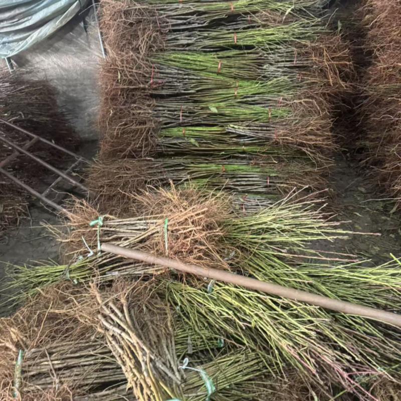 油蟠88，蟠桃苗，大量现货速发，成活率高品质好