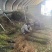 油蟠88，蟠桃苗，大量现货速发，成活率高品质好