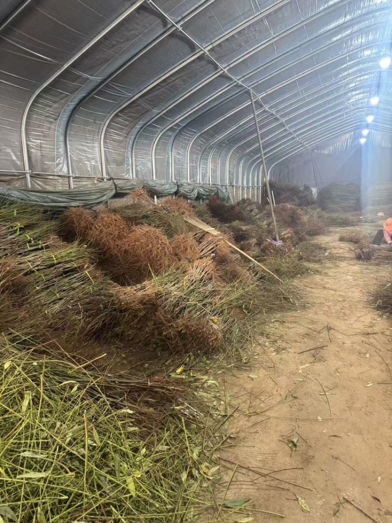 油蟠88，蟠桃苗，大量现货速发，成活率高品质好
