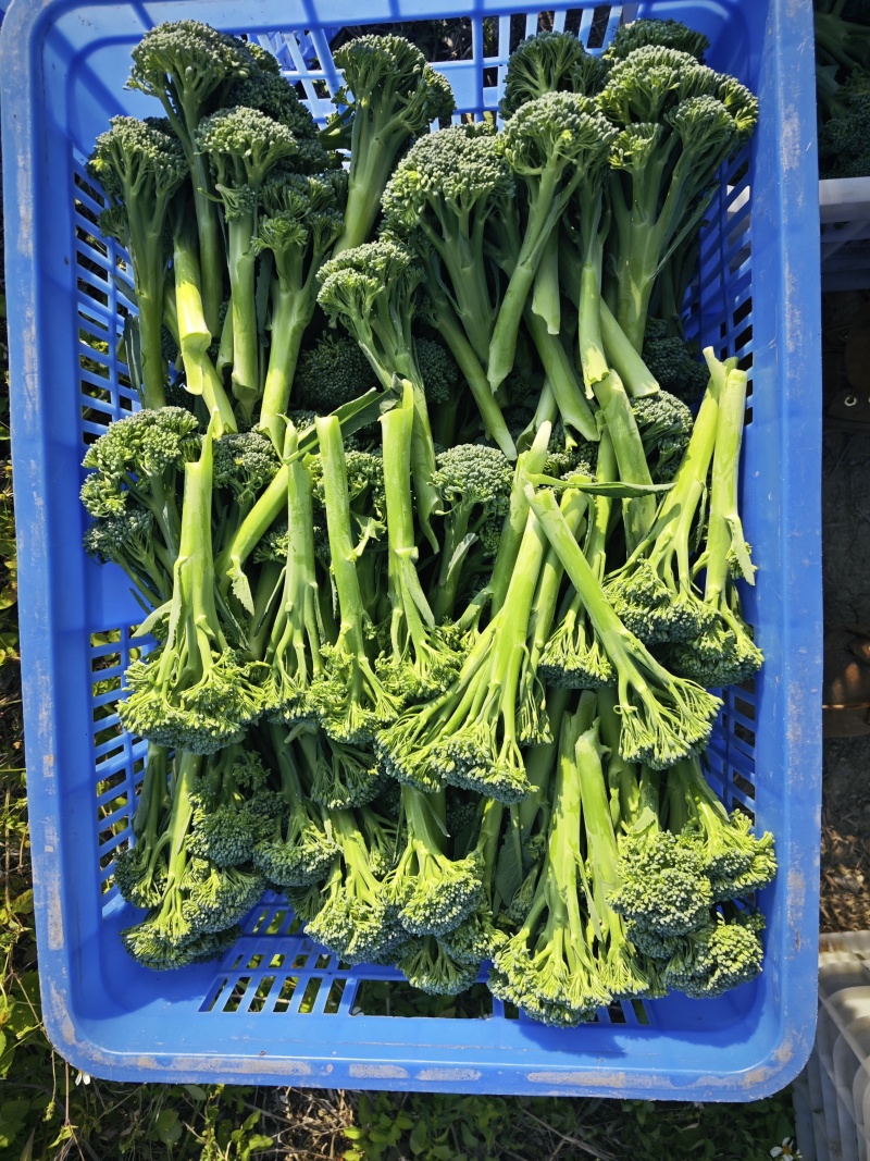 基地西兰苔大量出货***********