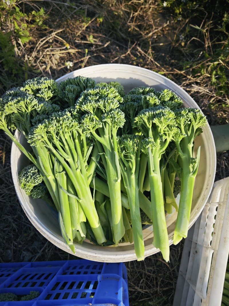 基地西兰苔大量出货***********