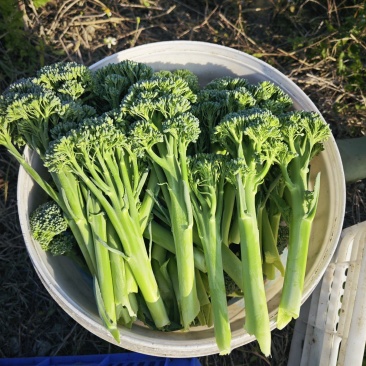 基地西兰苔大量出货***********