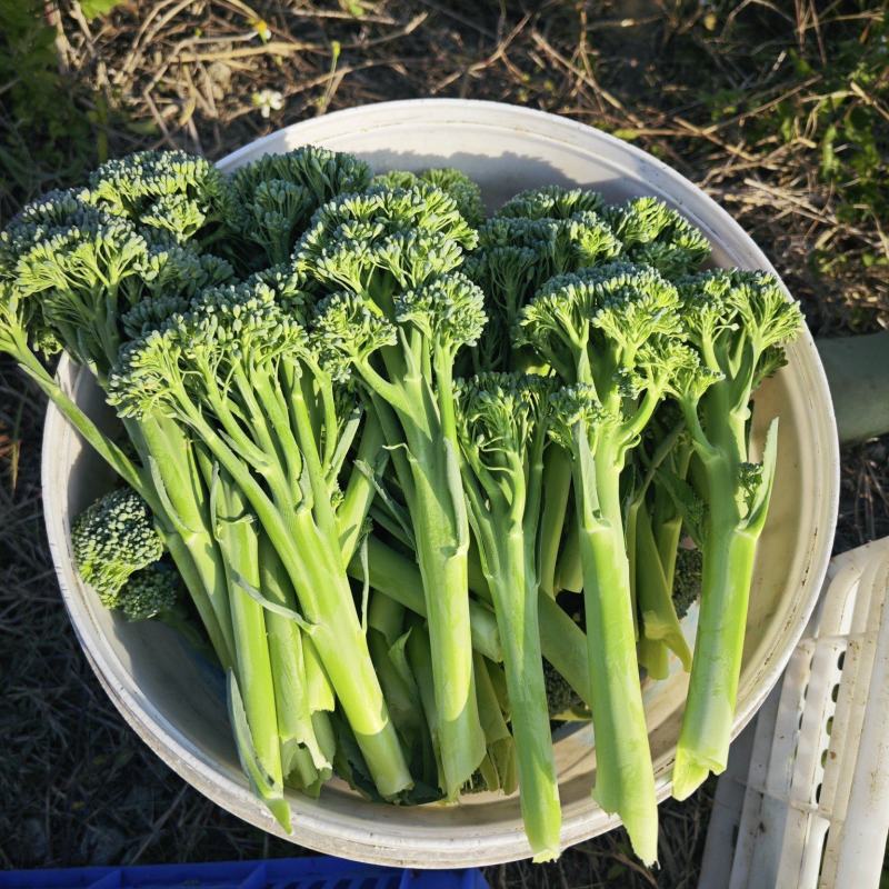 基地西兰苔大量出货***********