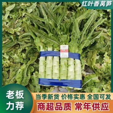 山东临沂红叶香莴笋/产区一手货源/大量有货