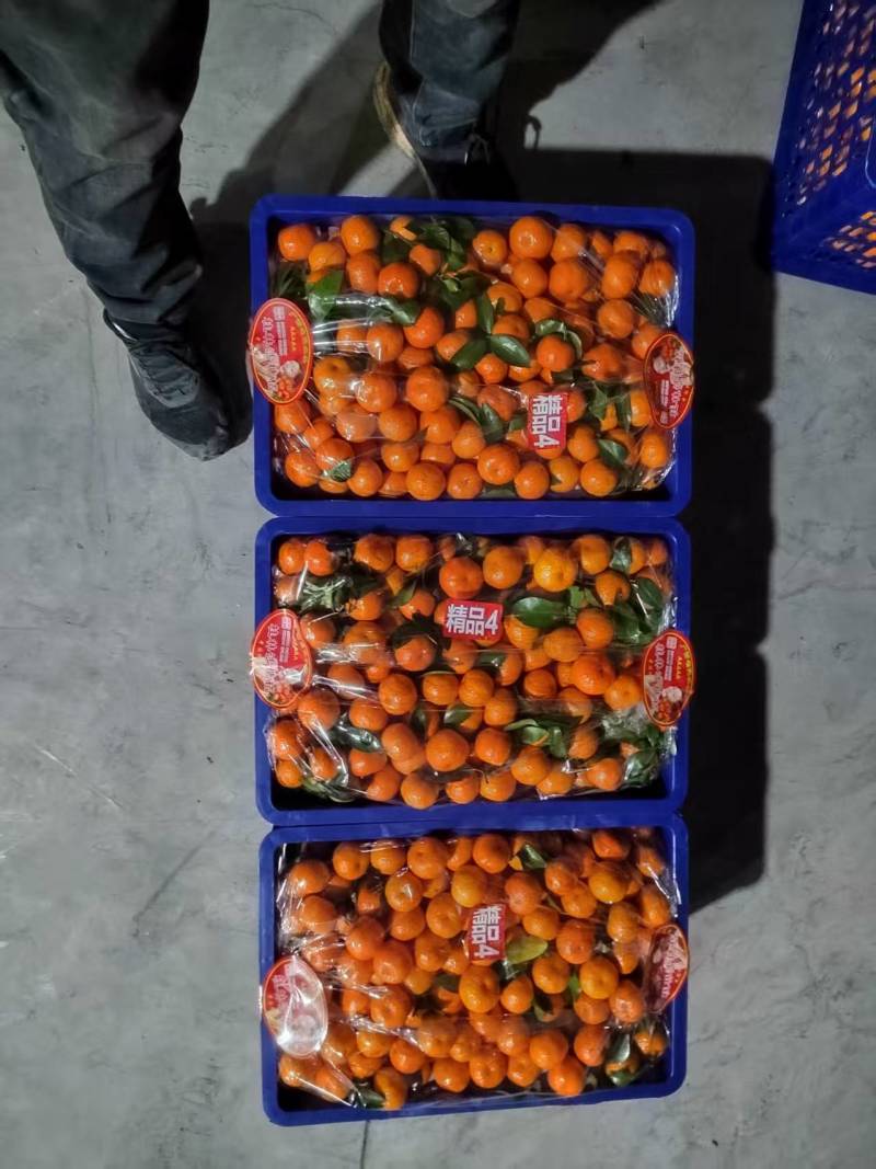 广西沙糖桔，保质保量，量大价优，产地直发，欢迎咨询