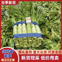 [精品]新鲜莴苣，不空心，青皮青肉，质量保证