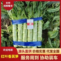 山东临沂红叶香莴苣，货源充足，量大从优，欢迎致电