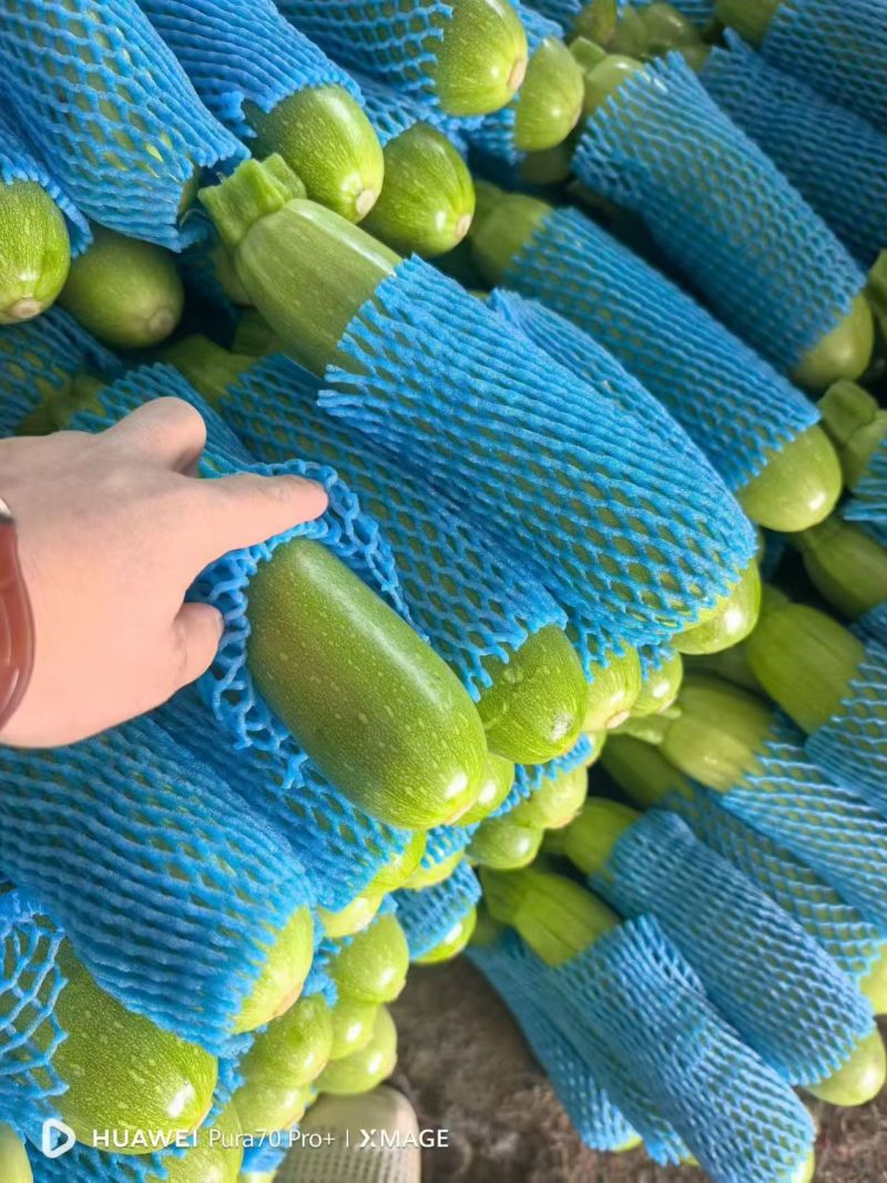 绿皮西葫芦新鲜上市价格美丽对接全国量大从优热卖