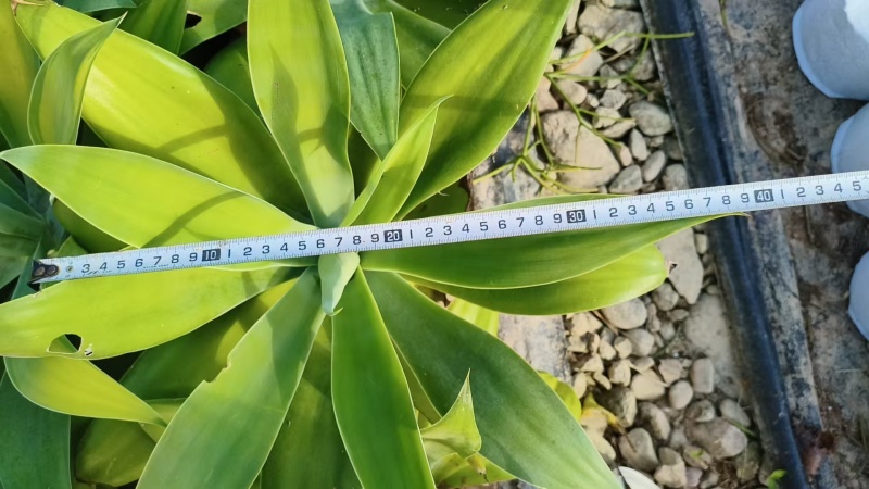 狐尾龙舌兰大量批发