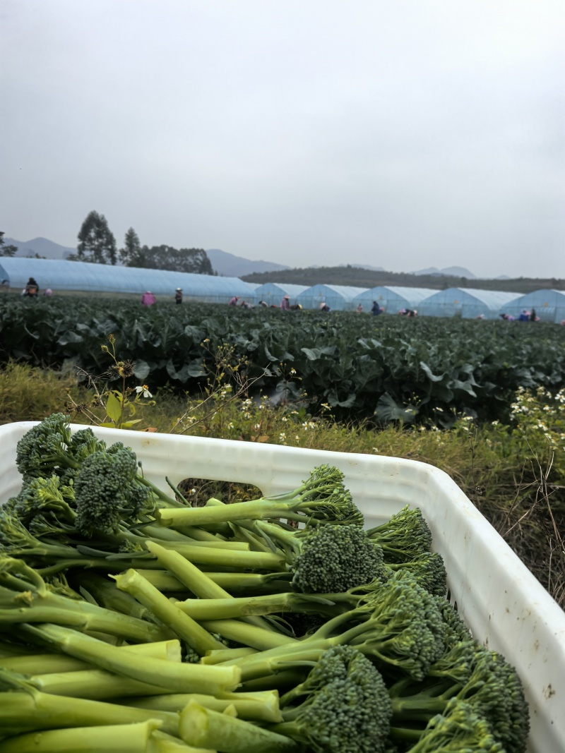 基地西兰苔大量出货***********