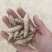 螺丝菜