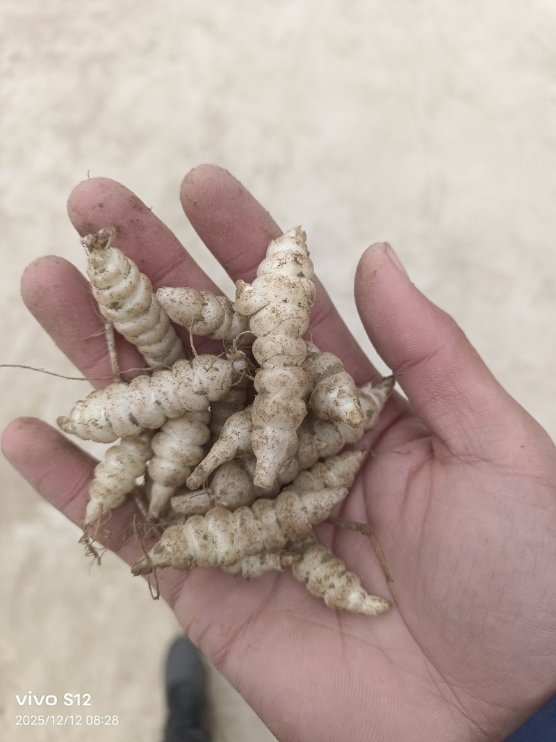 螺丝菜