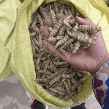 螺丝菜